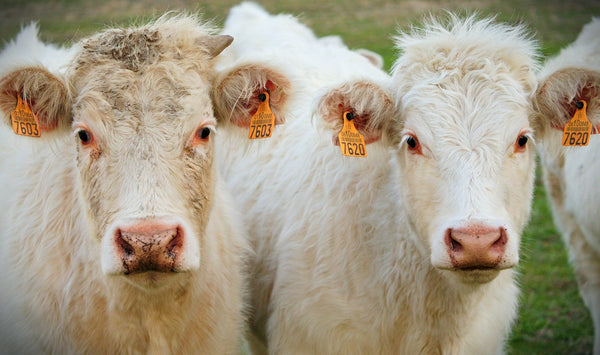 UNL BeefWatch Podcast - Research & Results of Maternal Bovine Appeasing Substance