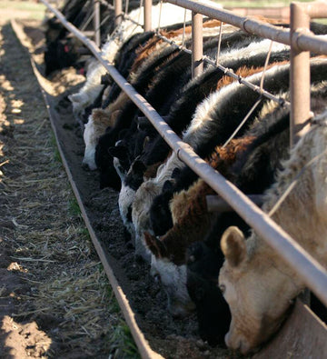 Reducing Cattle Stress On Arrival with FerAppease