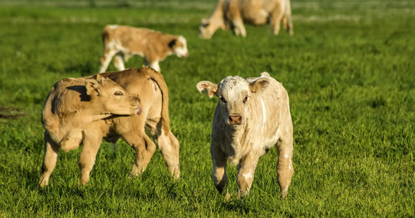 Set Calves Up for Success with Low-Stress Weaning