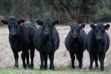 New Research Estimates $90.50/hd ROI for Carcass Value of Finishing Cattle Receiving FerAppease®