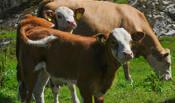 AABP PodCasts - Effect of Maternal Bovine Appeasing Substance (MBAS) on Health and Performance of Preweaned Dairy Calves