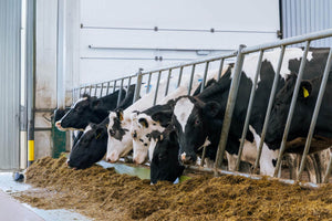 Postpartum Research Shows FerAppease® Reduces Health Challenges and Pain Levels, Improves Milk Production
