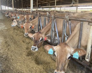 Calming Cows and Maximizing Production
