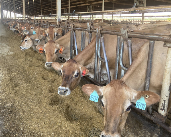 Calming Cows and Maximizing Production