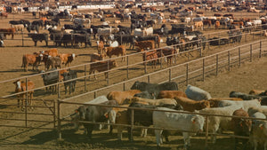 Study Shows FerAppease® Improves Overall Performance and Health in Beef Cattle