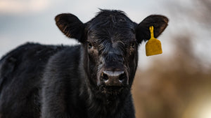 Research Shows FerAppease® Administered at Weaning Improves Feed Efficiency, Provides an ROI