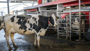 Calming Heifers Supports Robotic Success