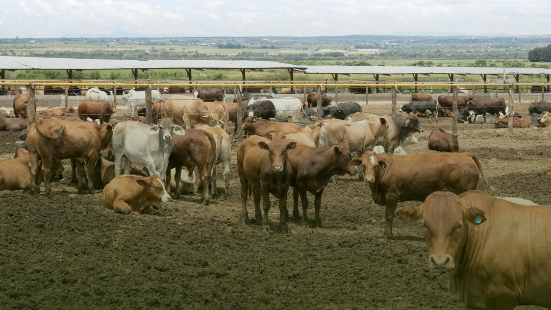 FERA Introduces FerAppease® for Improved Animal Welfare and Comfort ...