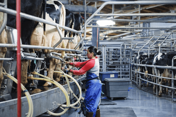 How FerAppease Strengthens Rotary Parlor Startups: Insights from GEA Farm Technologies