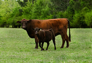 Lifestock Podcast Ep 52 - FerAppease Bovine Appeasing Substance