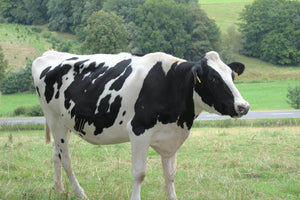 Research Shows FerAppease® Improves Pregnancy Rates and Provides Strong ROI for Dairy Producers