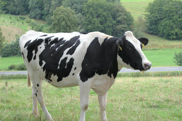 Research Shows FerAppease® Improves Pregnancy Rates and Provides Strong ROI for Dairy Producers