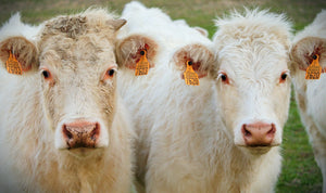 UNL BeefWatch Podcast - Research & Results of Maternal Bovine Appeasing Substance