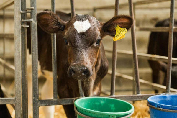 Tackling Calf Pneumonia from the Outset