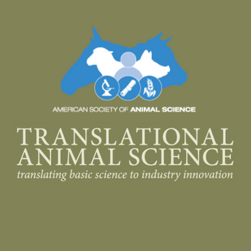 Administering the maternal appeasing substance before slaughter to improve carcass characteristics of finishing cattle